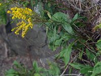 Early Goldenrod